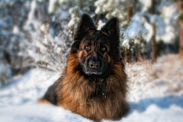 Regard intéressé d un animal de compagnie dans la forêt