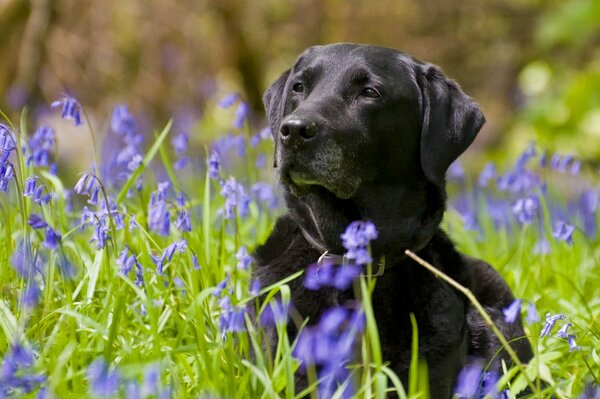 Foto de labrabrador Retriever en un campo entre flores