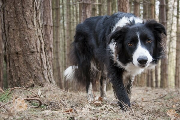 Чёрно-белая собака идущая по хвойному лесу