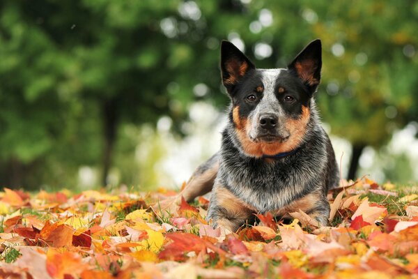 Il cane giace nelle foglie autunnali