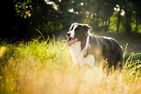 Pies collie w trawie z promieniami słońca