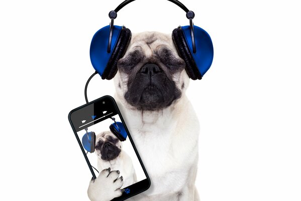 A pug with a phone and headphones listens to music