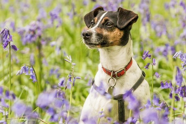 Chien de chasse dans un collier rouge à la lavande