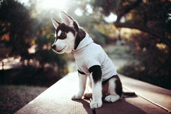 Cucciolo di husky vestito in abiti