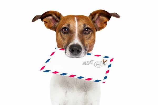 Chien avec une lettre dans la bouche sur fond blanc