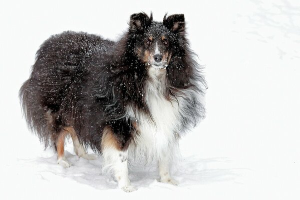 A dog friend on a snowy field