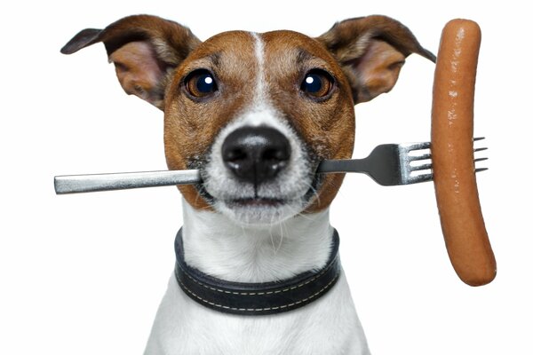 Jack Russell Terrier dog with a fork and a sausage in his teeth