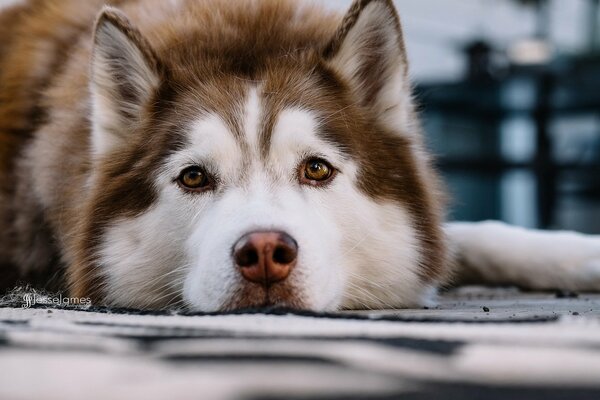 Sad and cute doggie look