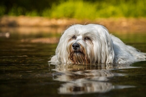 Bichon de la Habana hace natación en el agua