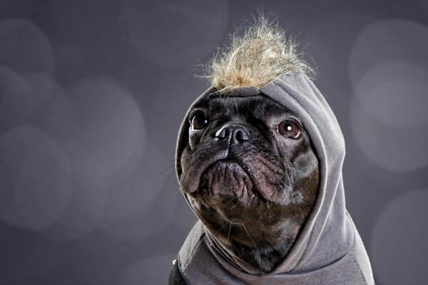 An interesting look from a dog on a gray background