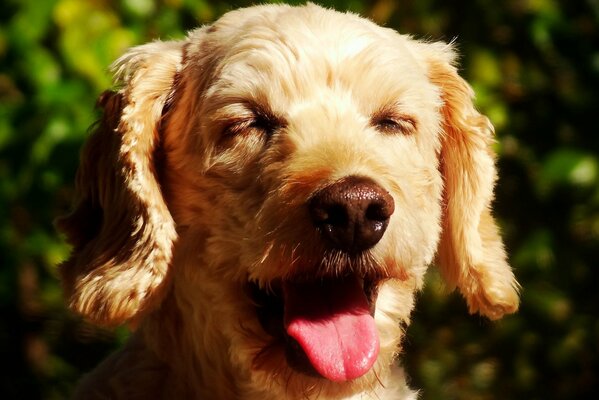 Cane con muso soddisfatto e occhi coperti