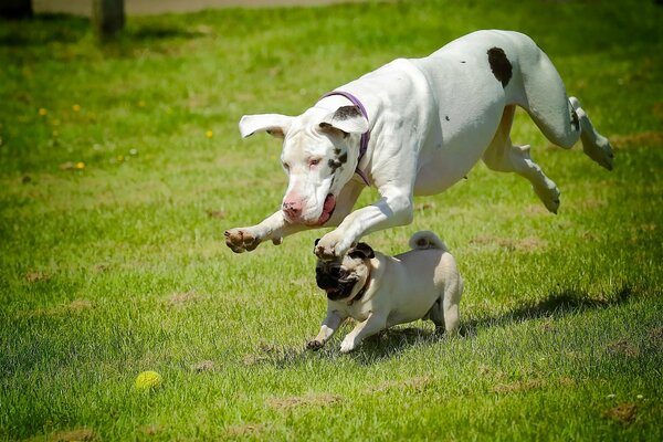 Hunde laufen im Rennen über das Gras