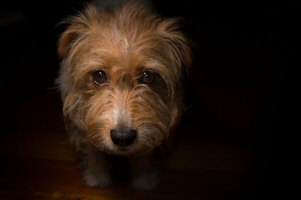 Sguardo triste del cagnolino