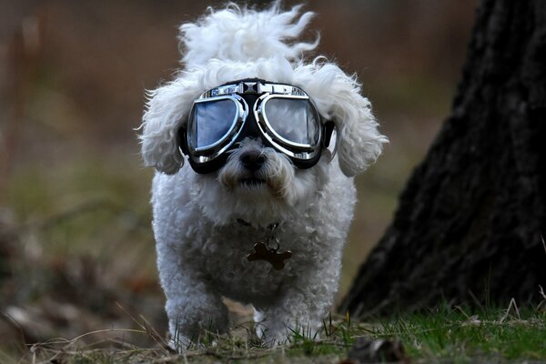 Cagnolino dai capelli ricci con gli occhiali da pilota