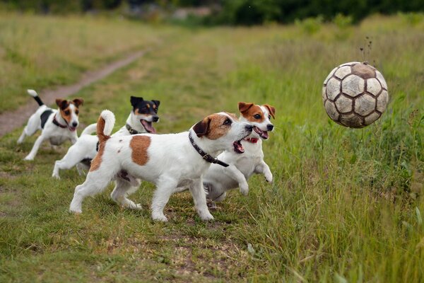 Die Srbaks spielen Fußball mit dem Ball