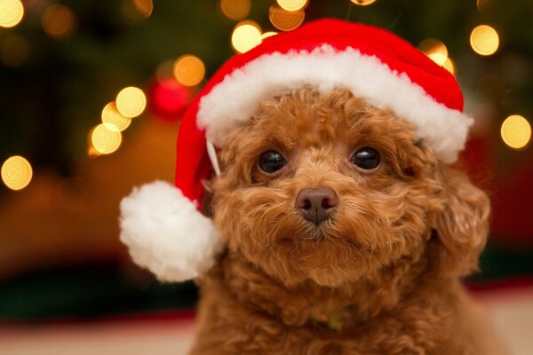Cute face of a poodle puppy in a Christmas hat