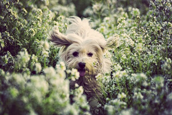 A cheerful dog runs in flowers