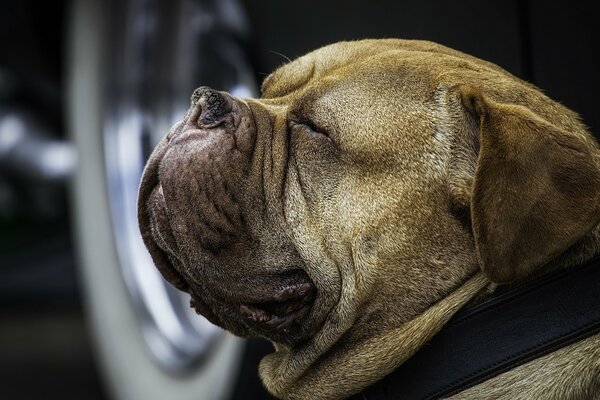 Retrato de un perro en primer plano