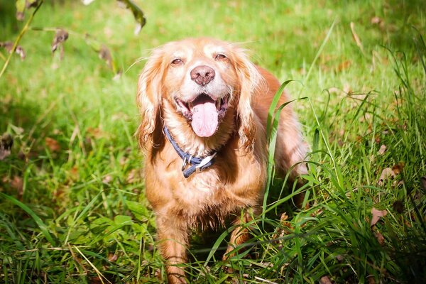 Cane rosso tra l erba verde