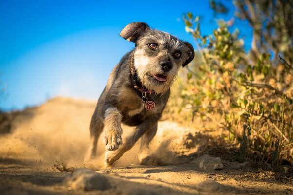 Hund läuft Staub Hintergrund