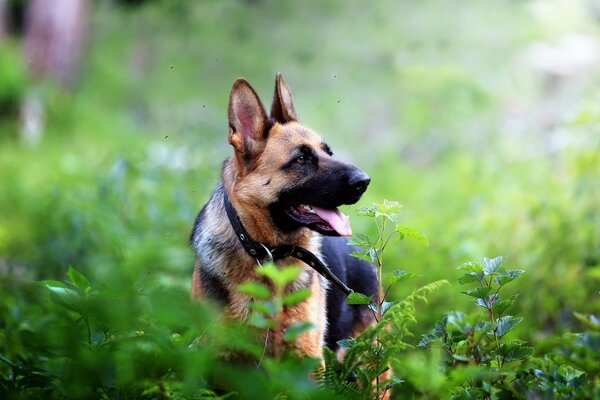 Chien de berger tirant la langue regarde de côté