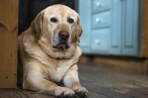 Loyalty in the eyes of a dog