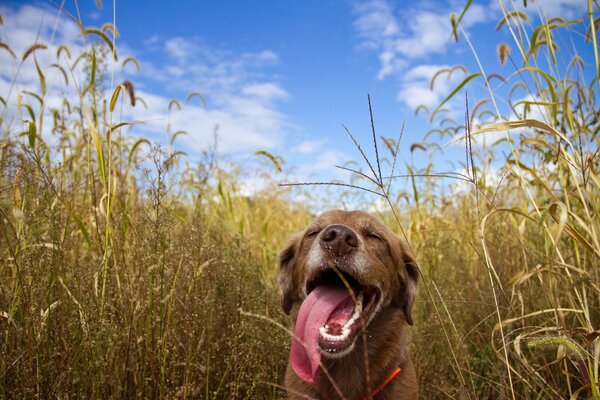 Un chien dans un champ a sorti sa langue
