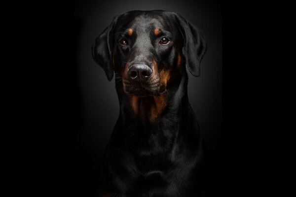 Magnífico Doberman sobre fondo negro