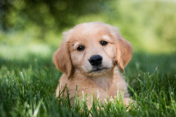 Golden retriever puppy in the green grass