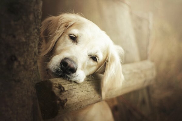 Chien triste appuyé contre la clôture