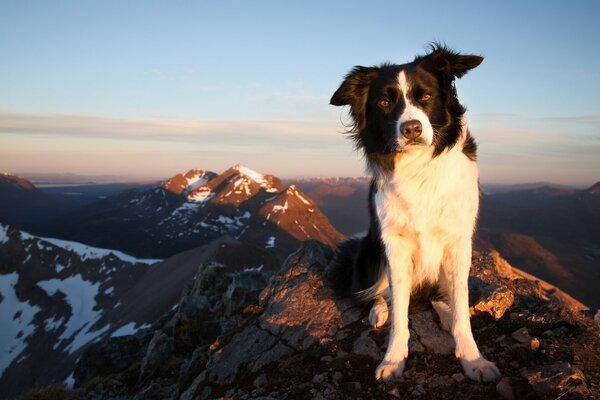 Black and white dog on top of a mountain