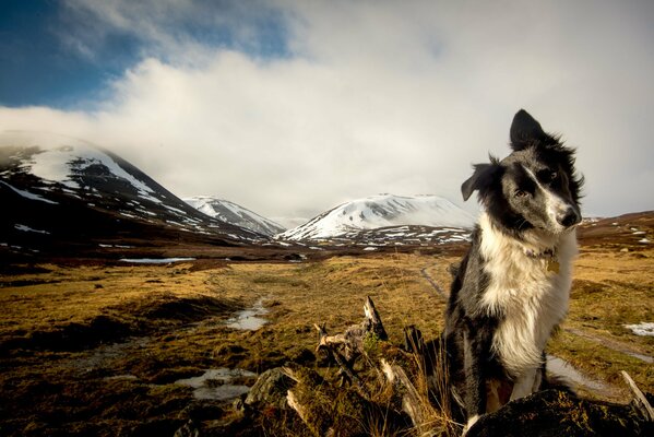 Hund mit genauem Blick vor dem Hintergrund der Berge