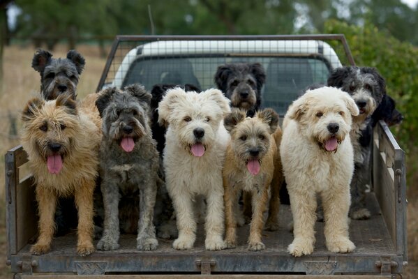 Dogs in the trailer of a car with their tongues hanging out
