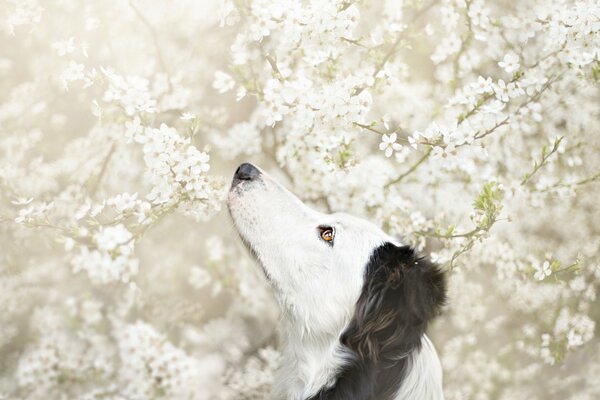 La visione del cane degli alberi in fiore