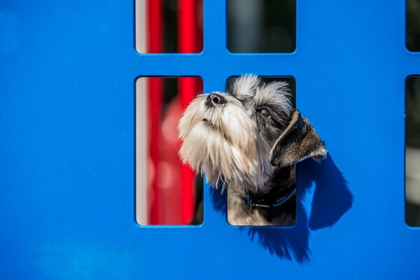 Der Hund. der Blick eines engagierten Freundes