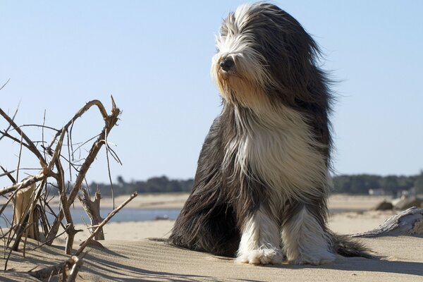 A dog on the seashore