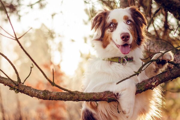 Fotografieren eines Hundes. Ernster Blick