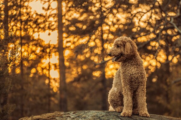 Chien vue ami forêt