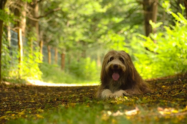 Perro peludo en el bosque verde