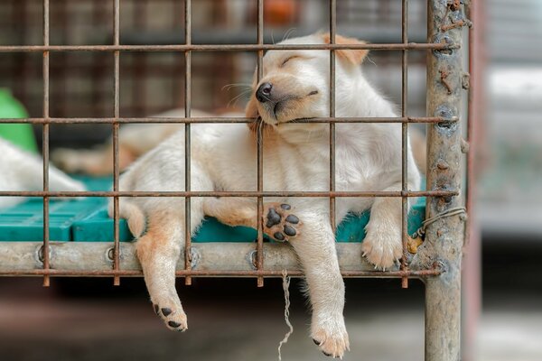 Cane che dorme in gabbia