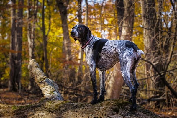 Schwarzer und weißer Jagdhund im Herbstwald