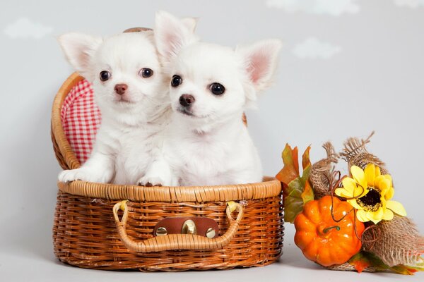 Chiots Chihuahua blancs mignons assis dans un panier