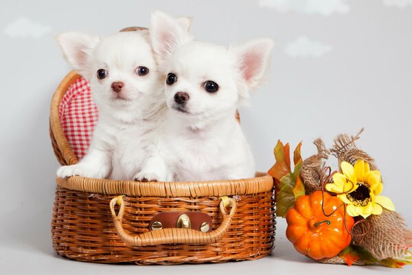 Милые белые щенки чихуахуа сидят в корзинке