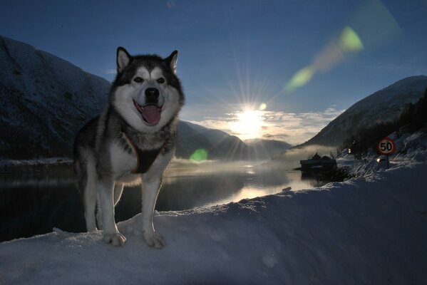 Husky dog on the background of snowy mountains