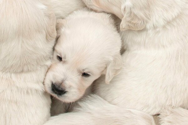 White puppy between big dogs