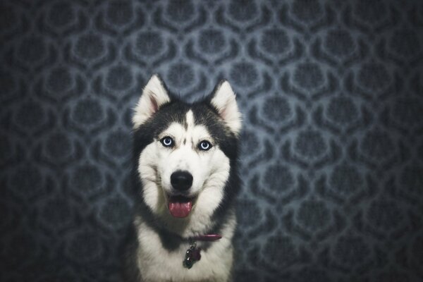 Husky, sticking out his tongue, looks at me