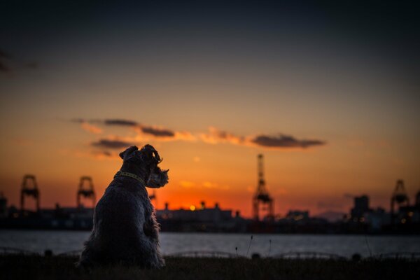 Hund im Hintergrund des Flusses während des Sonnenuntergangs