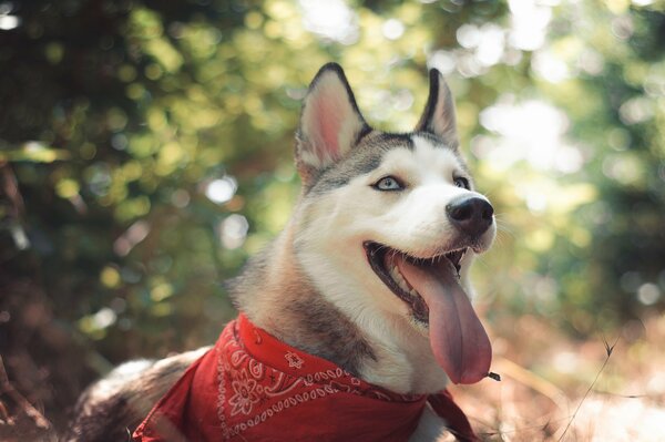 Makroaufnahmen eines Huskys in der Natur