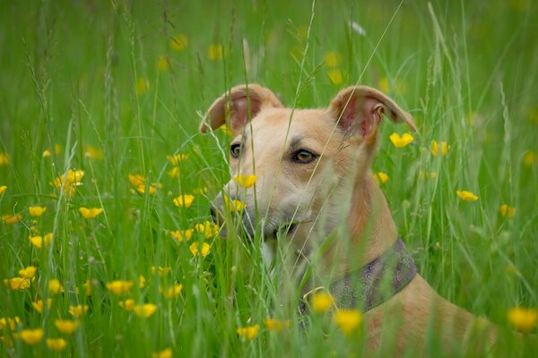 Dog grass view friend