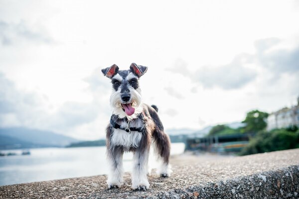 Terrier au bord de la rivière